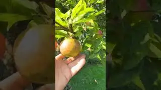 Apple Tree