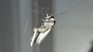 Moths Laying Eggs on Spider Webs