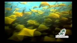 Costa Rica, Travel Excellence (Russian)