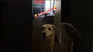 🍟 Spoiled Girl Mazey Blue Living Her Best Life &mdash; French Fry Queen 👑🐶