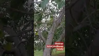 butter cup banyan tree