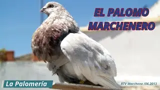 El Palomo Marchenero
