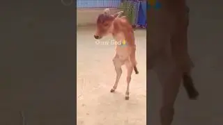 Two 🦵🦵 only🍼🐄#youtubeshorts #animals #sad #cow#shorts#short