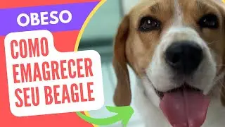 Obesidade canina - como emagrecer seu cachorro beagle
