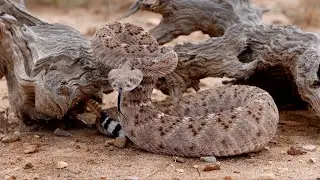 Quantifying Pitviper depth-perception from preserved museum specimens 2025