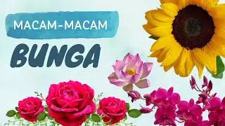 Macam-macam Bunga  - pengenalan jenis-jenis bunga part 1