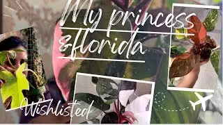 🩷💗Day-6|philodendron|princess varieties|florida Beauty