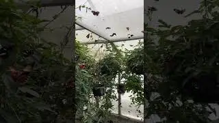 Butterfly Breeding Rooms #shorts #shortsyoutube #youtubeshortsvideo #animallover #asmr #butterflies