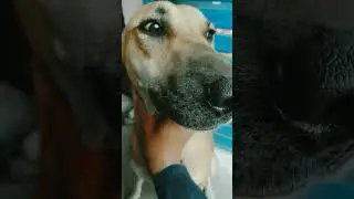 Inn Bezubano Ko Mt pareshan kiya kro #dogshorts #shortsviral #topdo
