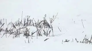 Pulmuset (Plectrophenax nivalis) snow bunting