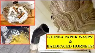 BALDFACED HORNETS REMOVED FROM HIGH ROOF! GUINEA PAPER WASPS REMOVED FROM RABBIT CAGE! DUAL REMOVAL