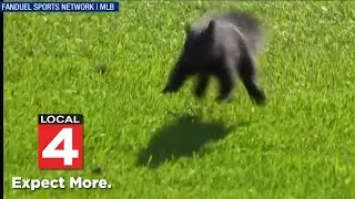 'Squirrel! Squirrel!': Jason Benetti, Andy Dirks narrate intruder on field during Detroit Tigers win