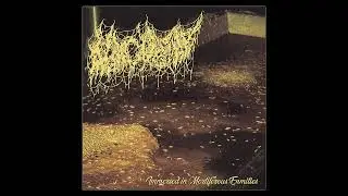 Morgue Tar - Immersed In Mortiferous Enmities (2022) Goregrind/D-Beat