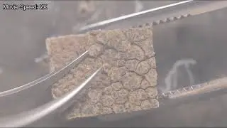 Mechanical removal of the stratum corneum from a fixed sample (II)  (Supplementary Movie 4)