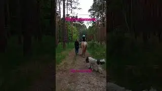⏳ 30 Sekunden lang nur das Auffu&szlig;en von Hufen und Pfoten in einem friedlichen Moment. 🐎🐩🍃