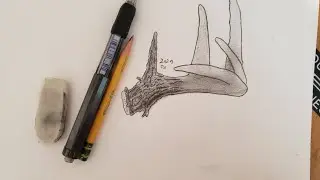 How to draw a deer antler (its really easy)