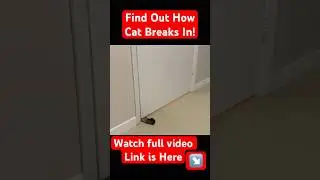 Cat Breaking into Bedroom! Pt 1 #siberiancat #catproblems #catshorts