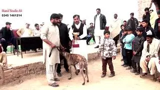 Track race Round Final Yar Badsha Dhuryana coursing club Dhori 29 Dec 2025