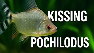 Kissing Prochilodus (Flagtail) Care Guide | Peaceful Algae Eaters for Large Tanks