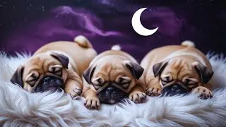 Sleeping Pug Puppies | Calm Night Comfort