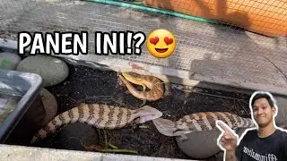 KANDANGIN ULAR BERKAKI KE OUTDOOR! BLUE TONGUE SKINK CAGE!