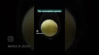 Невероятно , но это эмбриогенез #nature #биология
