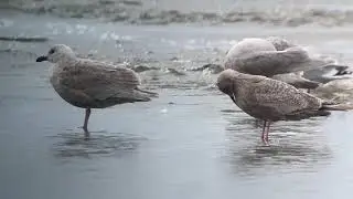 Gulls #2. Comber's Beach, Vancouver Island, BC. 6 March 2021.