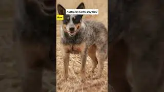 Dog Breeds 100 Years Ago vs. Now #australiancattledog #poodle #dogs