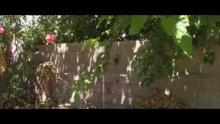 Arizona Bees