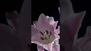 insane growing flowers !!