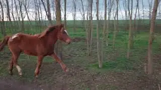 Young stallion 🐴 gallops along the road / Молодой жеребец 🐎 скачет по дороге #stallion #horse