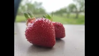 Brecknock Orchard Farm Market Tour | May 28, 2020