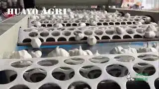 Garlic Brushing and Grading Machine for Commercial Garlic Grower