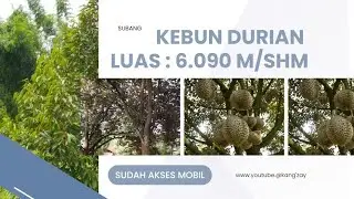 ✅ fOR SALE _ Kebun produktif, Ada durian, subang Jawa Barat. 