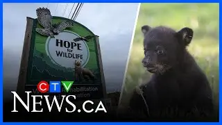 Bear Beginnings | New bear cub sanctuary