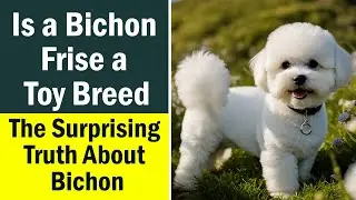 Is a Bichon Frise a Toy Breed: The Surprising Truth About Bichon Classification