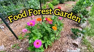 Food Forest Garden: Before & After&mdash;Only 2 Months!