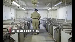 Preventing Needlestick Injuries - Proper Use on Swine and Hog Farms