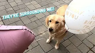 Golden Retriever reacts to Helium Balloons for the First Time