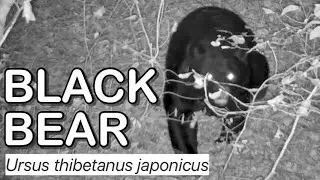 Japanese Black Bear on Trail Camera!