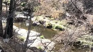 Analog nature