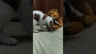 my kitty fighting with Lion  😂 #cute #catvideos @Trexff-b4k  @Youtingcat