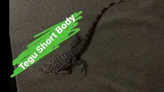 Red Tegu Short Body ? 🤔@IndoExoticPets @Audrey-A @Iqbalizda @LuckyHakimChannel