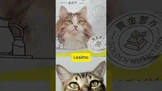 Satisfying Cat Food Making ASMR 🐱🎧