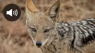 cri du Chacal à dos noir | Black-backed Jackal call/sound 🐺🔊