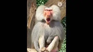 monkeys yawn