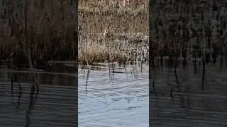 Footage of the elusive and hard to see Snipe bird