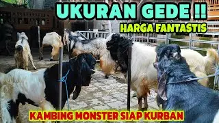 KAMBING SUPER SIAP JUAL‼️GELAR HARGA TERBARU HARI INI