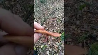 грибные прогулки с Бадди
