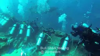Shark dive in Fiji with BAD, Beqa Adventure Divers
